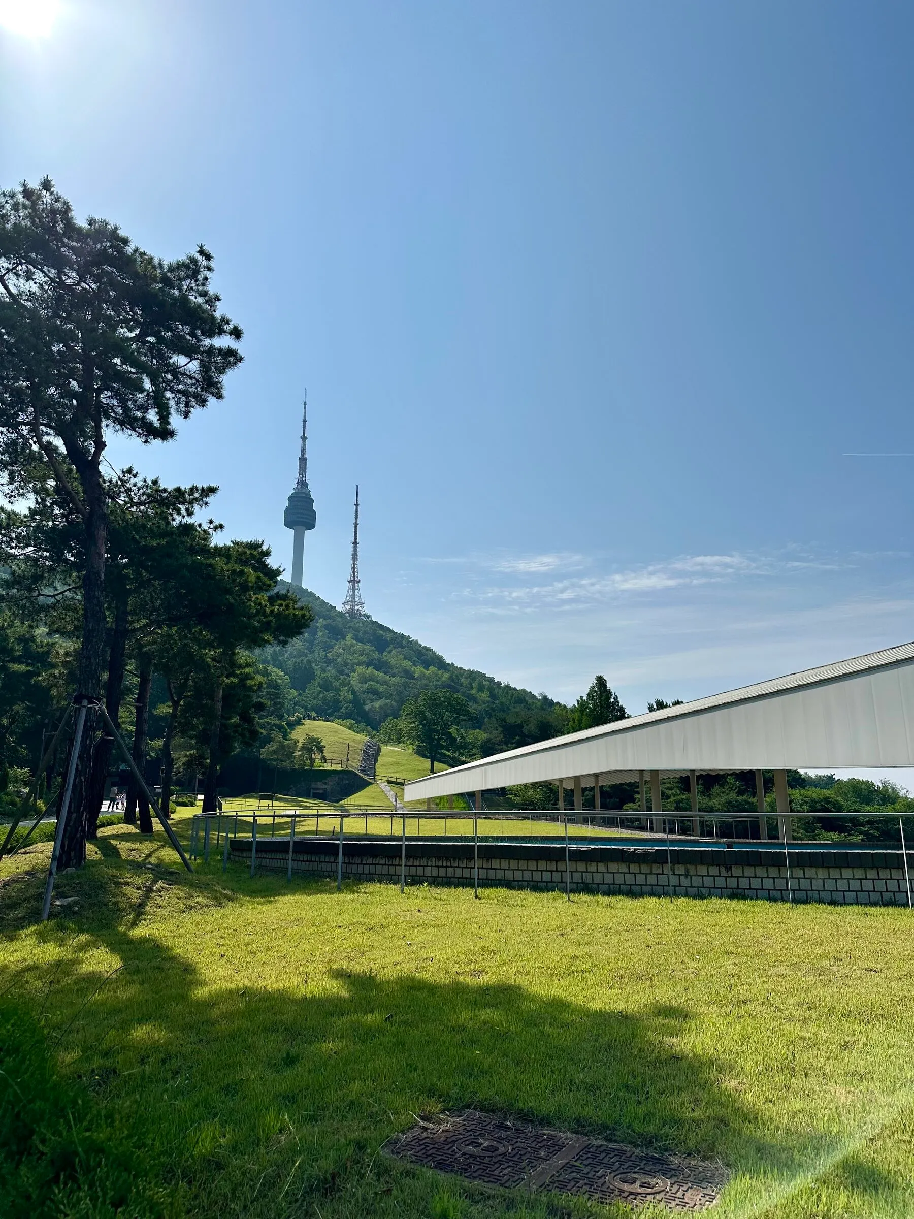 N Seoul Tower framed by Korean pines from the Namsan park meeting point.