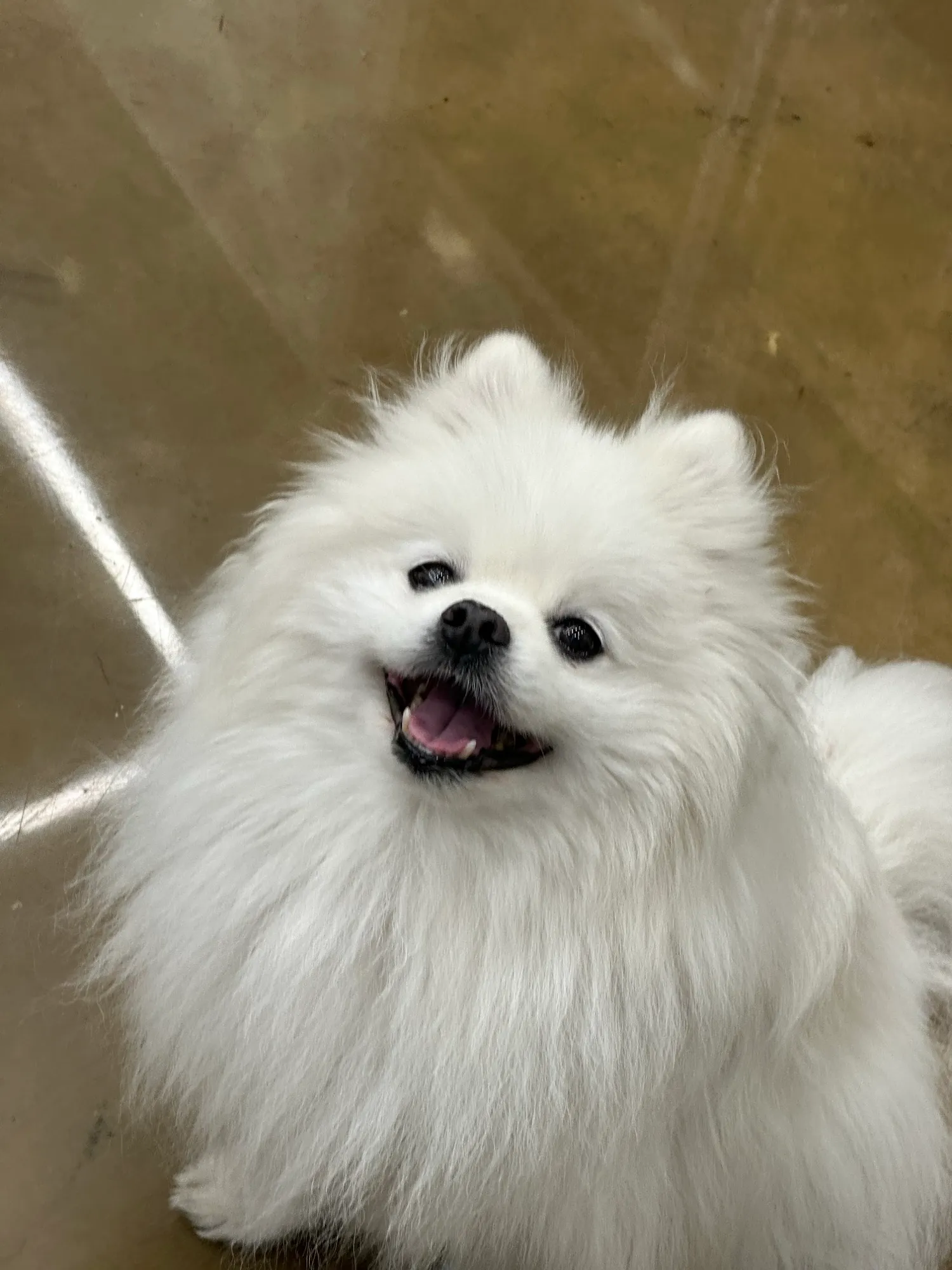 My puppy, a fluffy white Pomeranian, looking up at the camera with an open-mouthed smile.