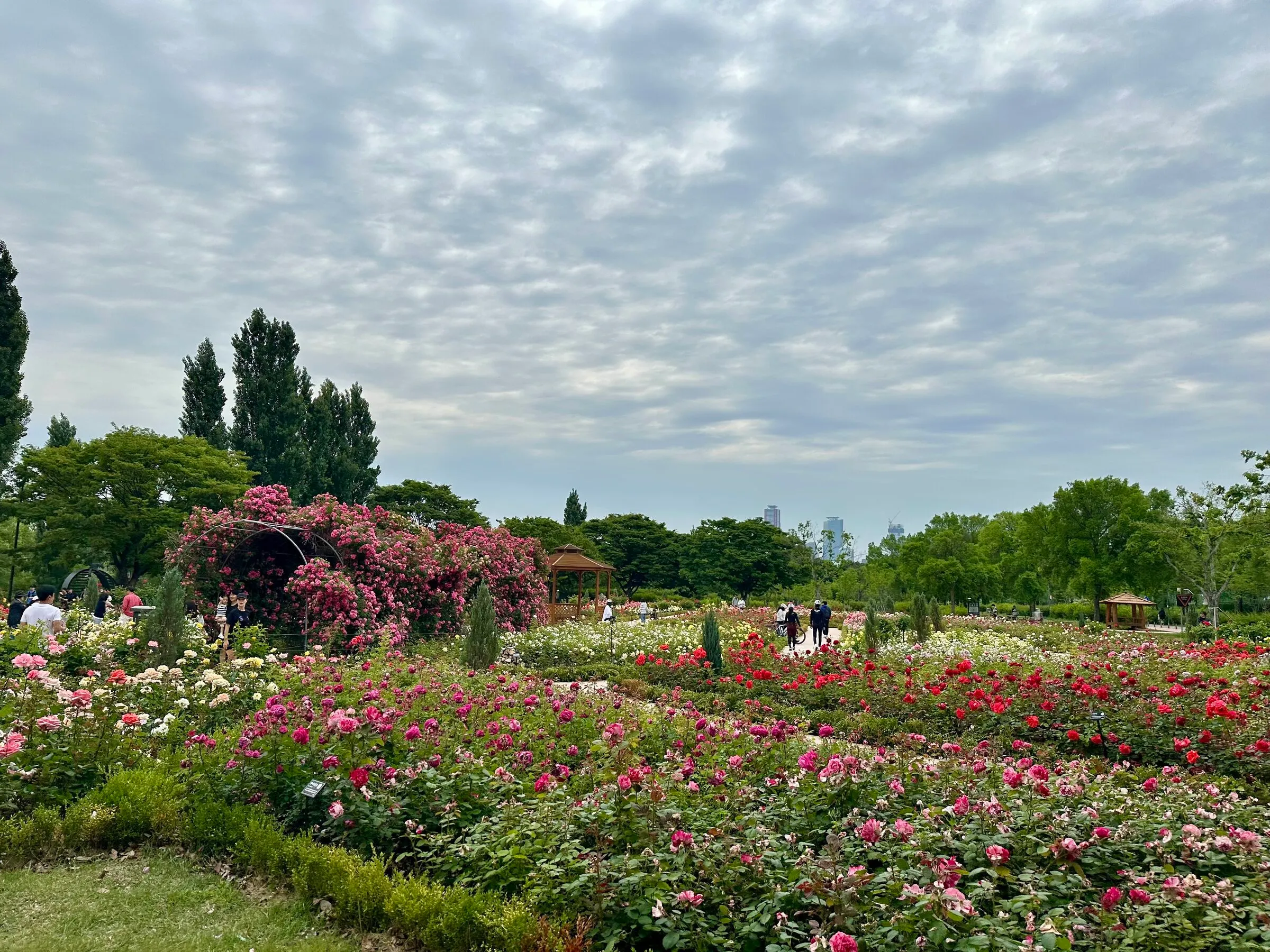 Close-up of roses in bloom at the Seonyudo Park rose garden.