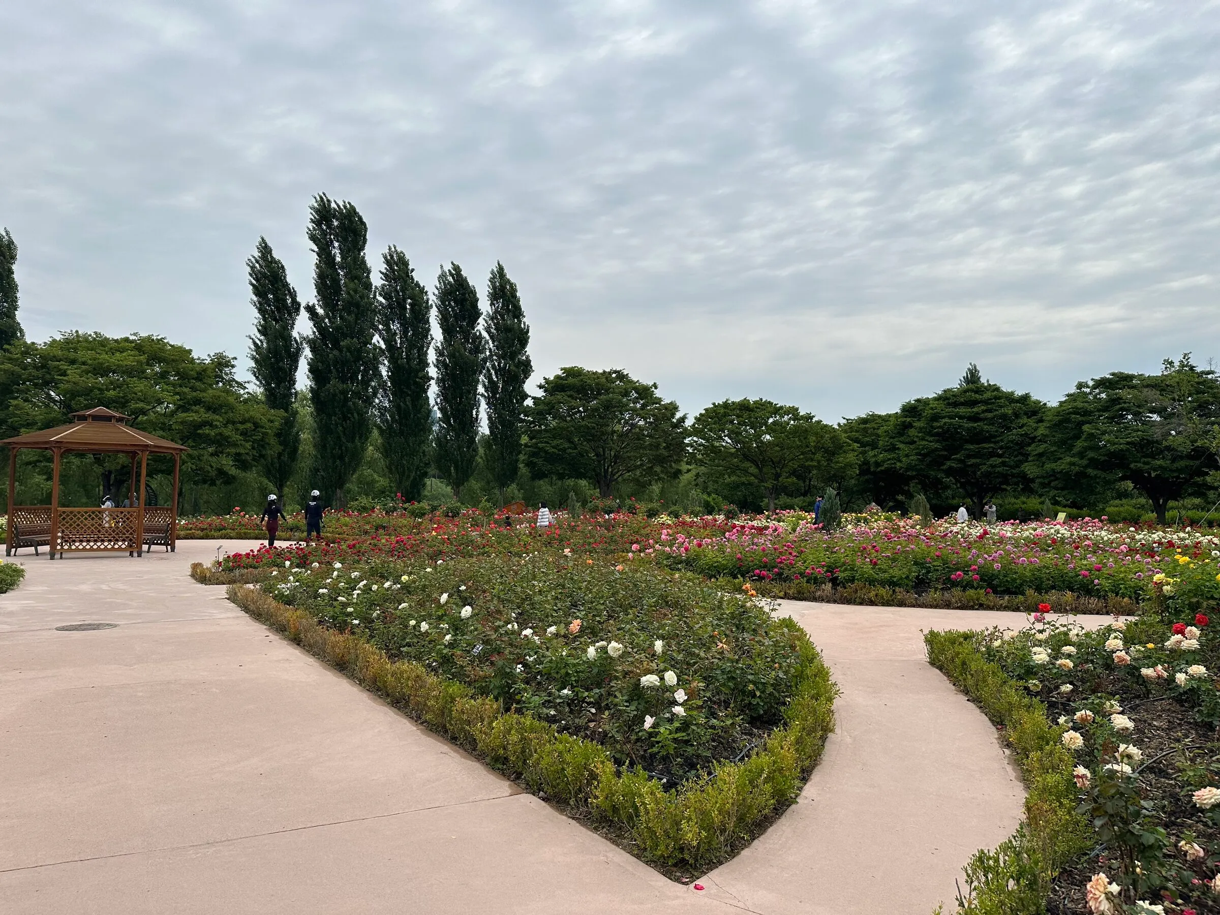 The Seonyudo Park rose garden in bloom, curved paths between rose beds and a wooden gazebo on the left.