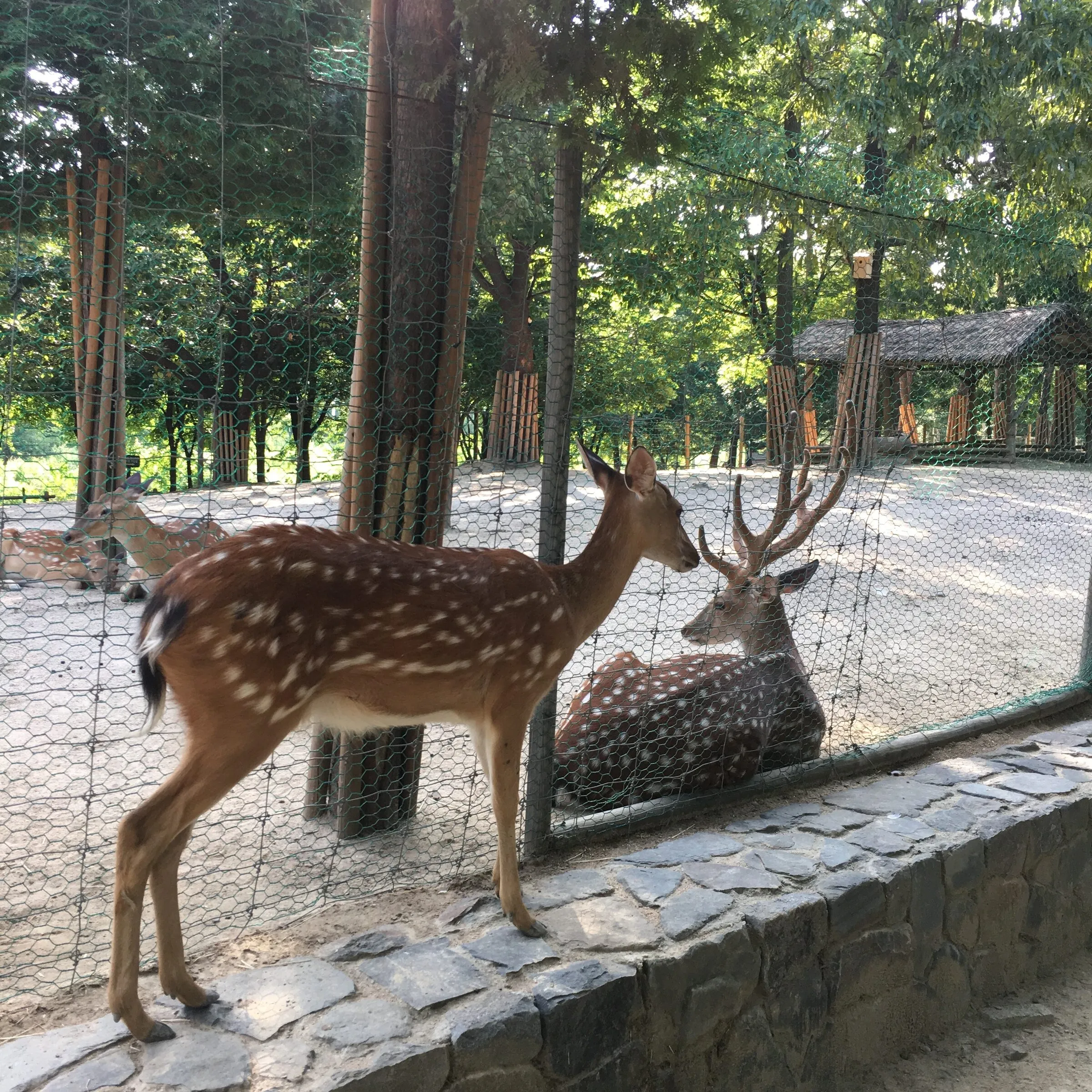 서울숲 사슴 방사장의 꽃사슴.