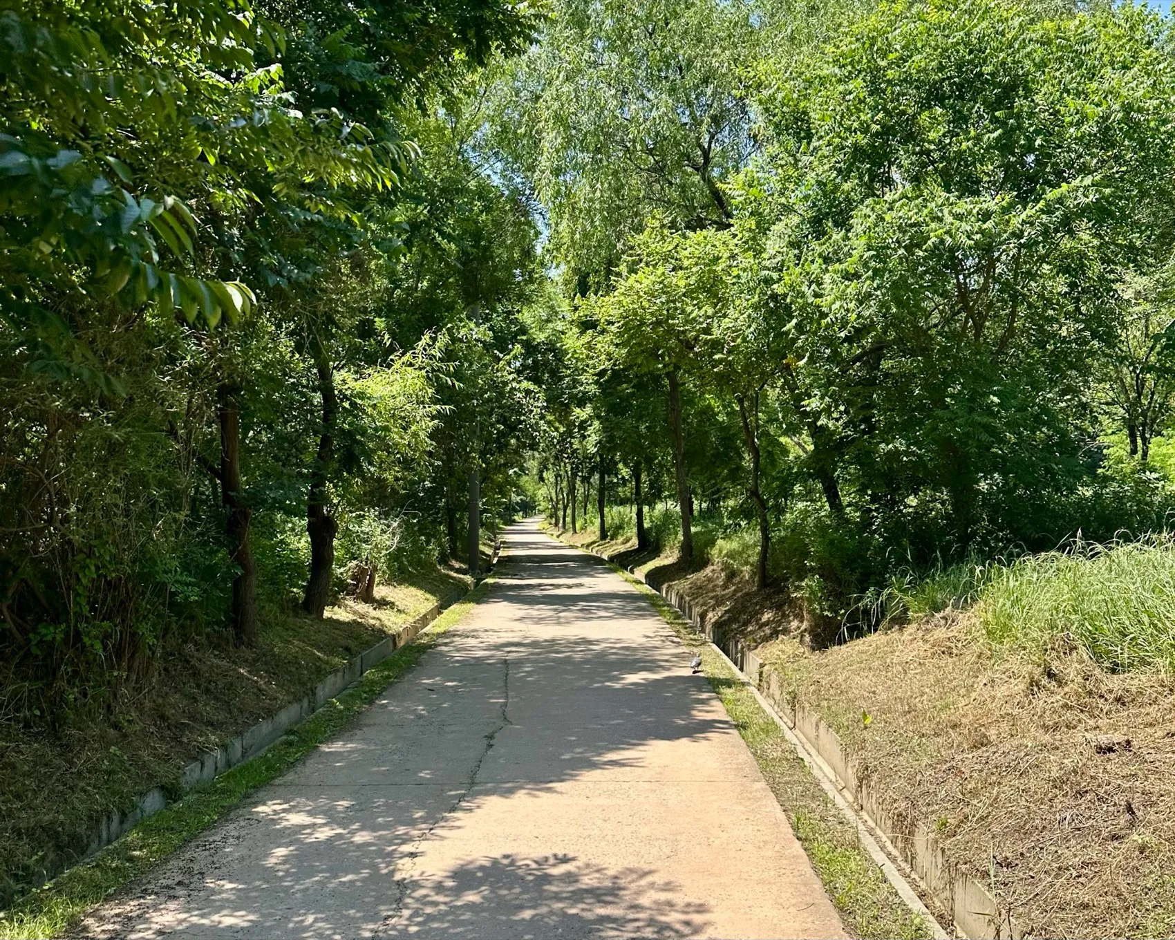 A leafy, tree-lined paved running path on Yeouido in summer, dense green on both sides, no buildings in sight.